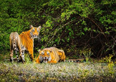 Sundarbans Safari