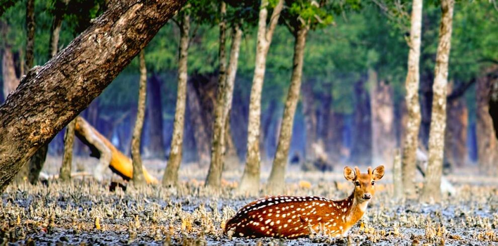 Tour De Sundarbans