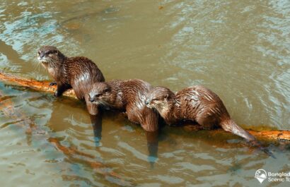 Otter fishing in Bangladesh
