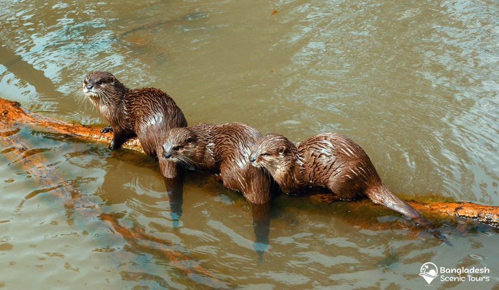 Otter fishing in Bangladesh
