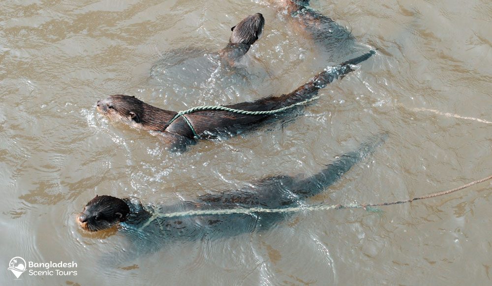 otter fishing in Bangladesh